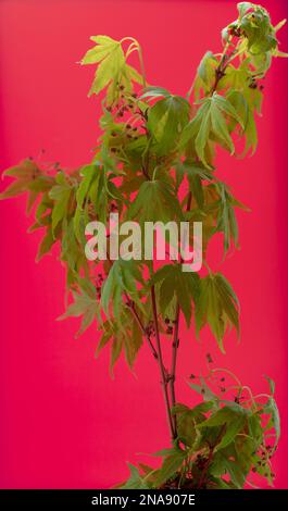 Green leaves of Acer palmatum Sango Kaku seen against a red background. Stock Photo