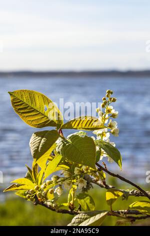 Close up at Bird cherry flowers by a lake Stock Photo