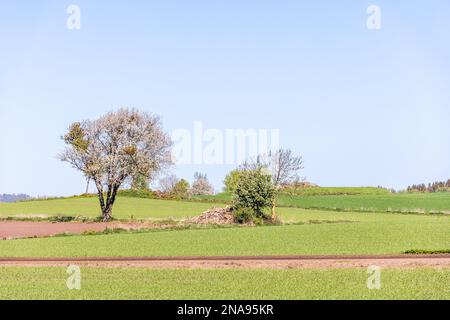 Flowering fruit trees in a farmland at spring Stock Photo