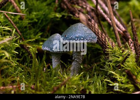 A macro shot of Stropharia aeruginosa, commonly known as the verdigris agaric Stock Photo