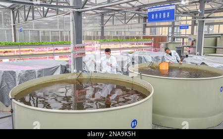 HUZHOU, CHINA - FEBRUARY 13, 2023 - Workers test the water quality of aquaponic pond at the Baiyuankang Plant Dream Factory in Dongheng Village, Luosh Stock Photo