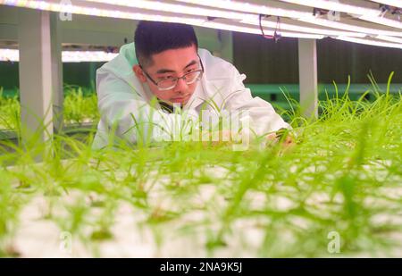 HUZHOU, CHINA - FEBRUARY 13, 2023 - A worker takes care of soilless vegetables at Baiyuankang Plant Dream Factory in Dongheng Village, Luoshe town, De Stock Photo