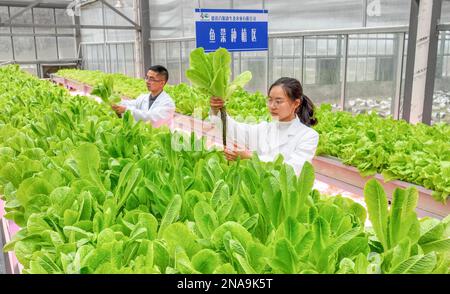 HUZHOU, CHINA - FEBRUARY 13, 2023 - Workers take care of soilless vegetables at Baiyuankang Plant Dream Factory in Dongheng Village, Luoshe town, Deqi Stock Photo