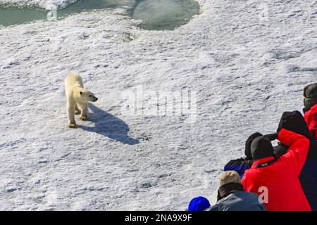 Curious Polar Bear (Ursus maritimus)  approaches ship's bow, National Geographic Explorer, as tourists view and take photographs; Svalbard, Norway Stock Photo