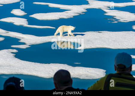 Curious Polar Bear (Ursus maritimus) walks on melting ice pack as tourists view; Svalbard, Norway Stock Photo