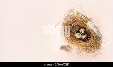 Three quail eggs in natural birds nest, on pastel pink background. Easter concept with copy space, top view, banner Stock Photo