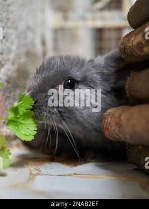 Little curious gray rabbit looking into the camera Stock Photo