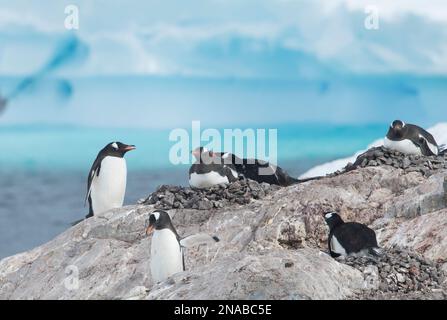 Gentoo penguin (Pygoscelis papua) colony on a rock in the Antarctic; Cuverville Island, Antarctica Stock Photo