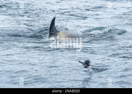 A Killer whale (Orcinus orca) hunts a Gentoo penguin (Pygoscelis papua) in the Southern Ocean waters near Antarctica; Antarctica Stock Photo