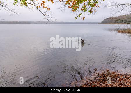 An american pit bull terrier in lake Stock Photo