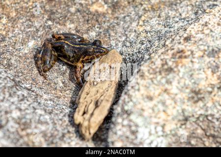 Mantidactylus ulcerosus, endemic species of frog in the family Mantellidae. Ambalavao, Andringitra National Park. Madagascar wildlife animal Stock Photo