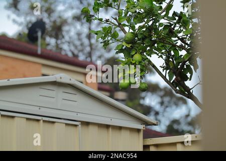 The unripe green lemons hanging from the tree with the house in the blurred background Stock Photo