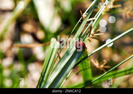 Small red ladybug on the sharp grass leave. Wild insects and animals Stock Photo