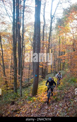 Two mountain bikers ride along a leafy trail in the woods, Tea Creek Mountain Trail, Pocahontas County, West Virginia, USA Stock Photo