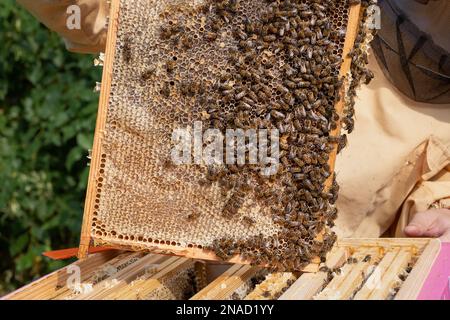 Beekeeper at beehive presents honey bees working on brood frame with capped cells and larvae in open cells. Stock Photo
