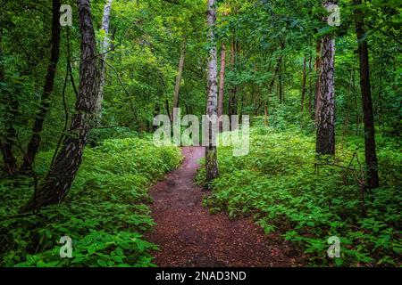 Footpath in mixed deciduous forest with lush, green undergrowth and birch trees in the Masovia region of Poland, Europe. Stock Photo
