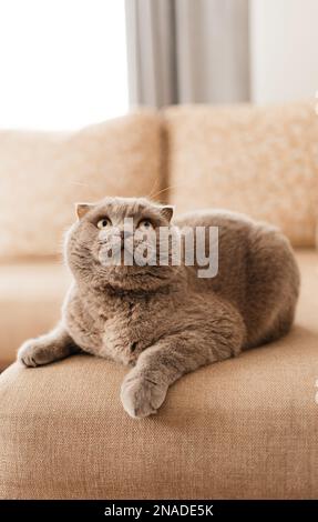 Funny short haired domestic British cat indoor at home. Kitten resting and relax on sofa. Pet care and animals concept Stock Photo