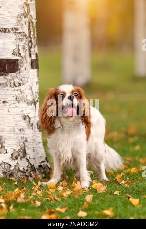 Portrait of cute cavalier king charles spaniel dog near tree outdoors in autumn park Stock Photo