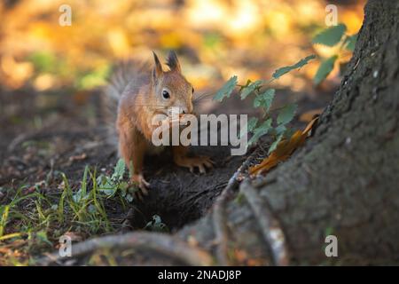 Little squirrel eating nuts in the roots of big tree Stock Photo