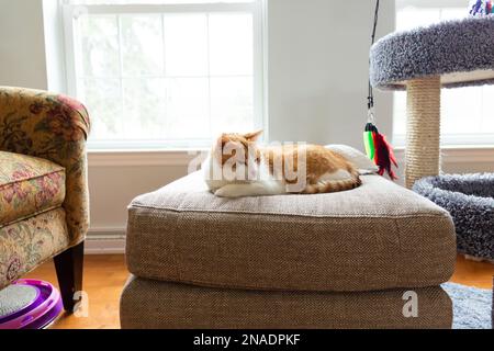 Orange and White Cat Rests at Home on Ottoman Surrounded by Cat Toys Stock Photo