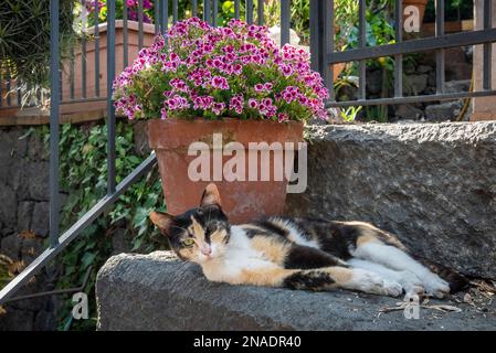 A calico cat half asleep in the shade on a hot summer day in Sicily Stock Photo