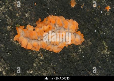 Natural closeup on the colorful wrinkled crust orange fungus, Phlebia radiata, on a piece of wood in the forest Stock Photo