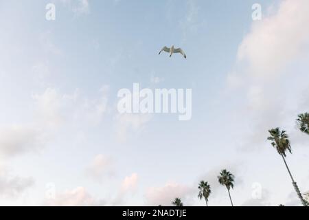 Seagull flying alone at sunset at the beach Stock Photo