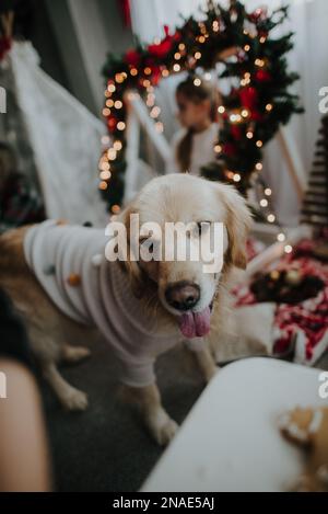 Golden retriever with child and christmas decoration in background. Stock Photo