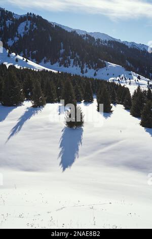 Landscape with spruce forest and tree shadows on the snow. Stock Photo
