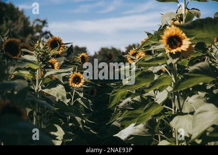 Soft Focus Sunflower Field Between Rows Stock Photo