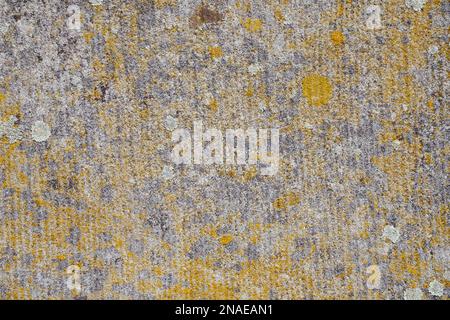 Old green moss on grey cement concrete Stock Photo