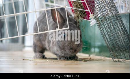 a image of a grey bunny rabbit pet indoors being curious Stock Photo