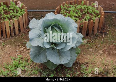 A large and open leaves of a pale green Cabbage plant in a farm Stock Photo