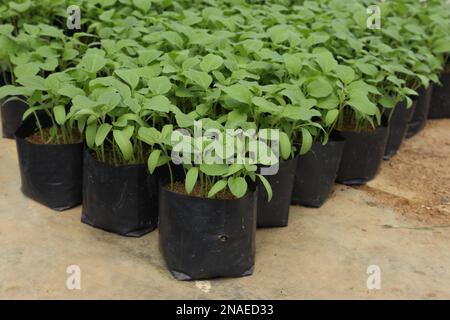 Close up of potted small Eggplant sprouts (Solanum Melongena) on black polythene bags in a plant nursery Stock Photo