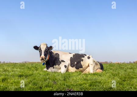Lying cow relaxing in the meadow, happy in green grass, seen from the front under a blue sky  and with copy space Stock Photo