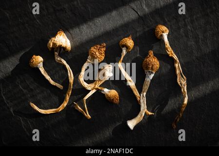 Dried hallucinogenic magic mushrooms on black background. Psychoactive Psilocybin Mushrooms. Dried shrooms on grunge plate Stock Photo