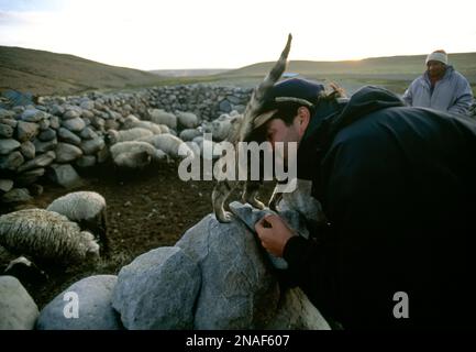 A man nuzzles a cat as a sheep herd eats in stone pen; Atacama Desert, Chile Stock Photo