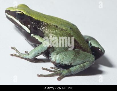 Side view of Green Mantella Frog Stock Photo