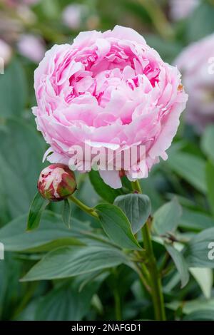 Paeonia lactiflora Sarah Bernhardt, peony Sarah Bernhardt, herbaceous perennial, rose-pink double flowers Stock Photo