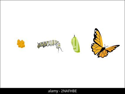 Butterfly lifecycle Stock Photo