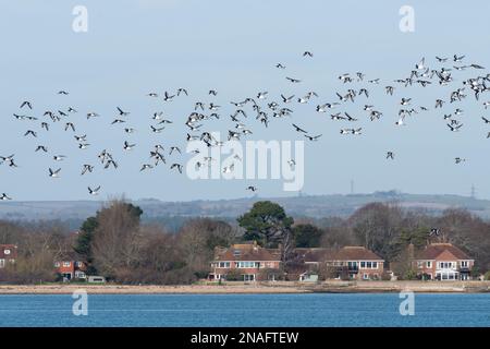 Flock of oystercatchers (Haematopus ostralegus) during winter flying over Langstone Harbour, Hampshire, England, UK Stock Photo