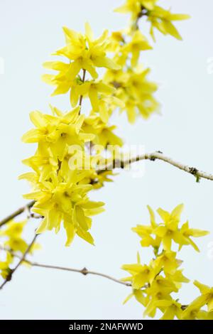 Forsythia suspensa, weeping forsythia, golden bells, deciduous shrub trumpet-shaped yellow flowers Stock Photo