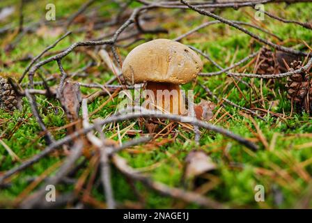The lurid bolete mushroom grows in the forest surrounded by moss. Suillellus luridus, Boletus luridus. Stock Photo