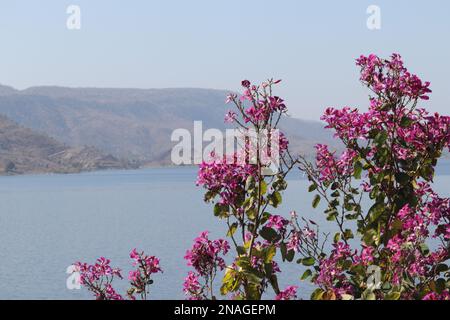 Bauhinia purpurea/Orchid tree/Purple bauhinia flowers /Udaipur/Rajasthan/India Stock Photo