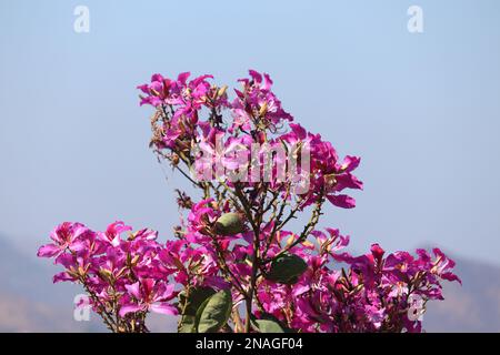 Bauhinia purpurea/Orchid tree/Purple bauhinia flowers /Udaipur/Rajasthan/India Stock Photo