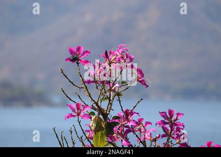 Bauhinia purpurea/Orchid tree/Purple bauhinia flowers /Udaipur/Rajasthan/India Stock Photo