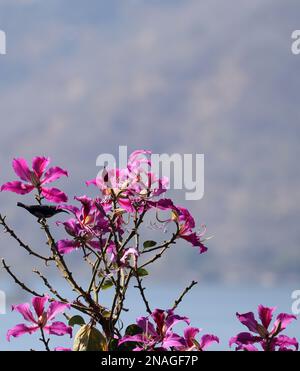 Sunbird perched on a Bauhinia purpurea/Orchid tree/Purple bauhinia flowers /Udaipur/Rajasthan/India Stock Photo