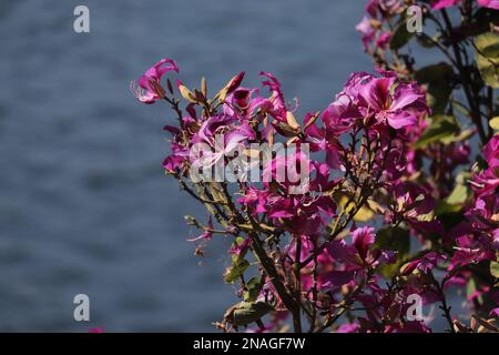 Bauhinia purpurea/Orchid tree/Purple bauhinia flowers /Udaipur/Rajasthan/India Stock Photo