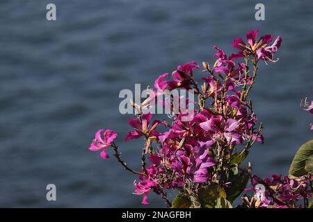 Bauhinia purpurea/Orchid tree/Purple bauhinia flowers /Udaipur/Rajasthan/India Stock Photo