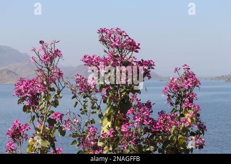 Bauhinia purpurea/Orchid tree/Purple bauhinia flowers /Udaipur/Rajasthan/India Stock Photo